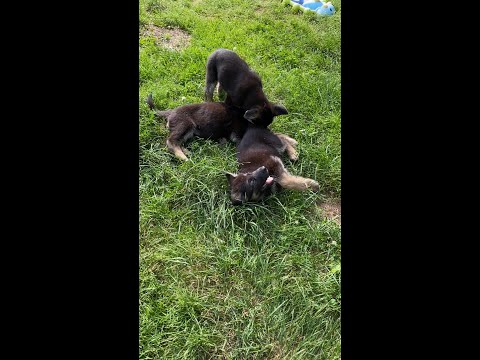 Pups Playing in Grass