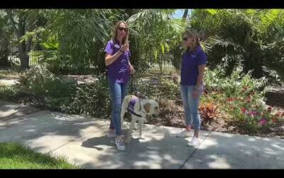 Dog Distraction— will our guide dog in training maintain his focus?