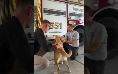 Paws on duty 🐾 🚒