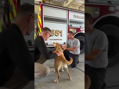 Paws on duty 🐾 🚒