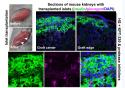 Discovery in hibernating animals could extend the shelf life of cells and tissues for transplantation  