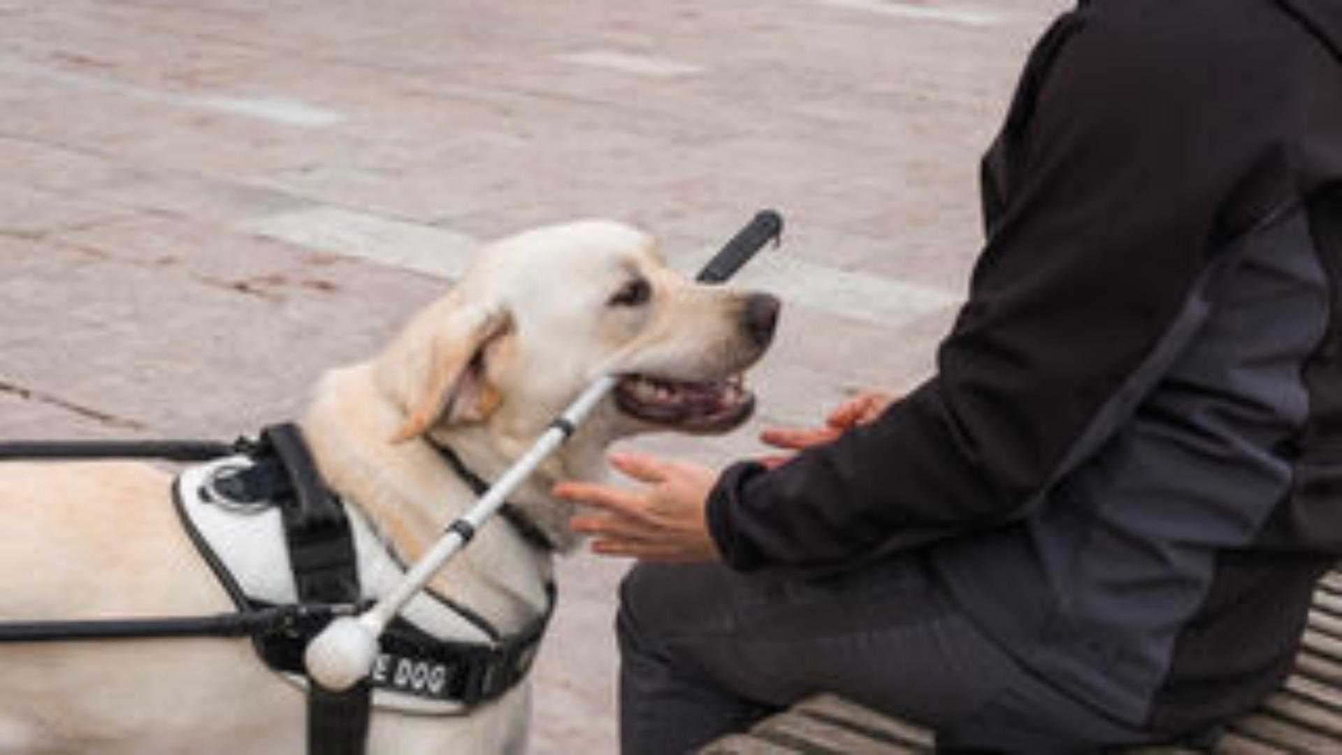 Foundation Fighting Blindness Guide Dogs