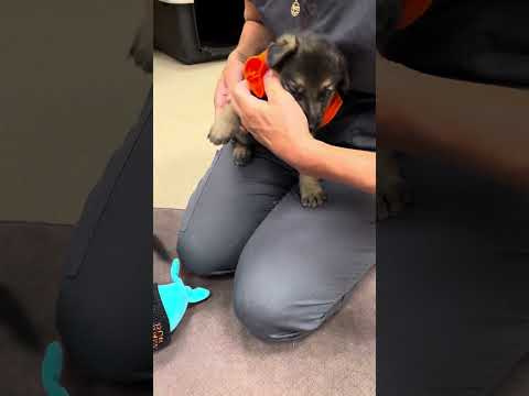 Putting a Shirt on 5-week-old Pup