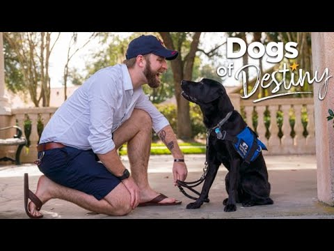 “Wake-Up Call” | Dogs of Destiny