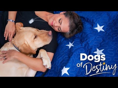 “Giving Paws” | Dogs of Destiny