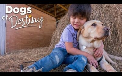 “Junie’s Joy” | Dogs of Destiny