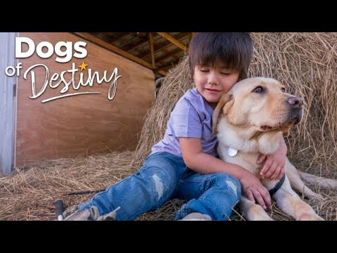 “Junie’s Joy” | Dogs of Destiny