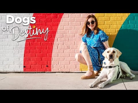 “Finding Focus” | Dogs of Destiny