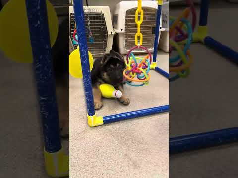 6-Week-Old Pup with Toy