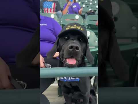 Put me in coach! ⚾️ 🐾