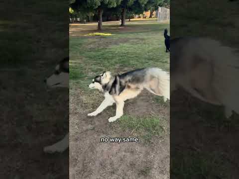 My guide dog met a blind dog 🦮🐶