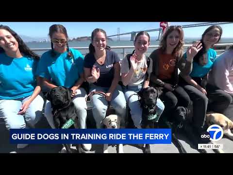 Guide Dogs for the Blind Puppies Ride the Ferry