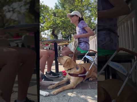 Fraudulent service dogs present a serious problem for guide dog handlers.