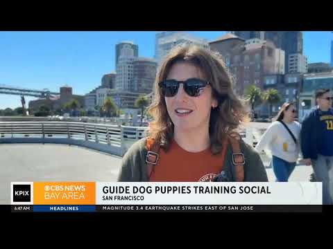 Guide Dogs for the Blind Puppies Take the Ferry