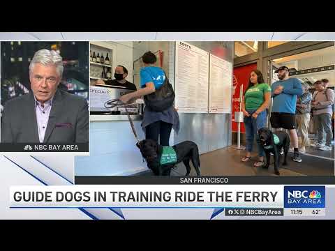 Guide Dog Puppies Set Sail