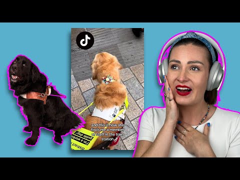 Reacting to Videos of IMPRESSIVE Guide Dogs! (too much cuteness)