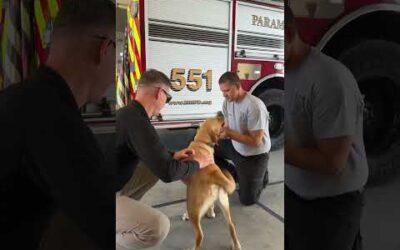 Happy National Fire Pup Day! 🐾 ❤️ 🚒