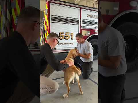 Happy National Fire Pup Day! 🐾 ❤️ 🚒