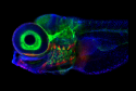 New model of neuronal circuit provides insight on eye movement