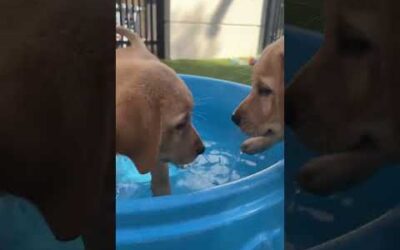 Water you waiting for? These pups are ready to make a splash! 🌊🐾