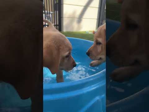 Water you waiting for? These pups are ready to make a splash! 🌊🐾