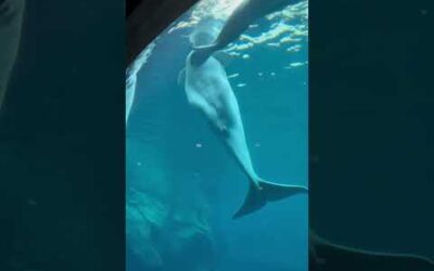 Underwater wonders at the Georgia Aquarium 🐠 🌊