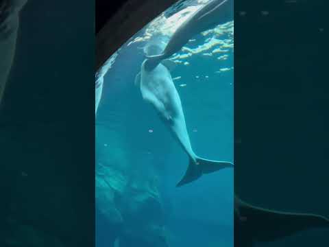 Underwater wonders at the Georgia Aquarium 🐠 🌊