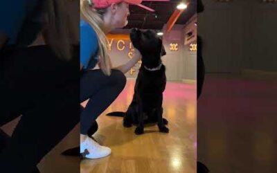 Meet Igor, our little pup in training with some serious dance moves! 💃🕺