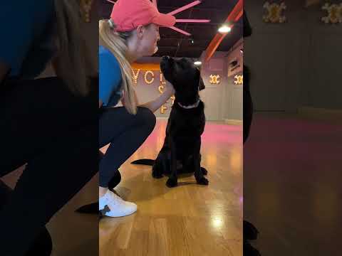 Meet Igor, our little pup in training with some serious dance moves! 💃🕺